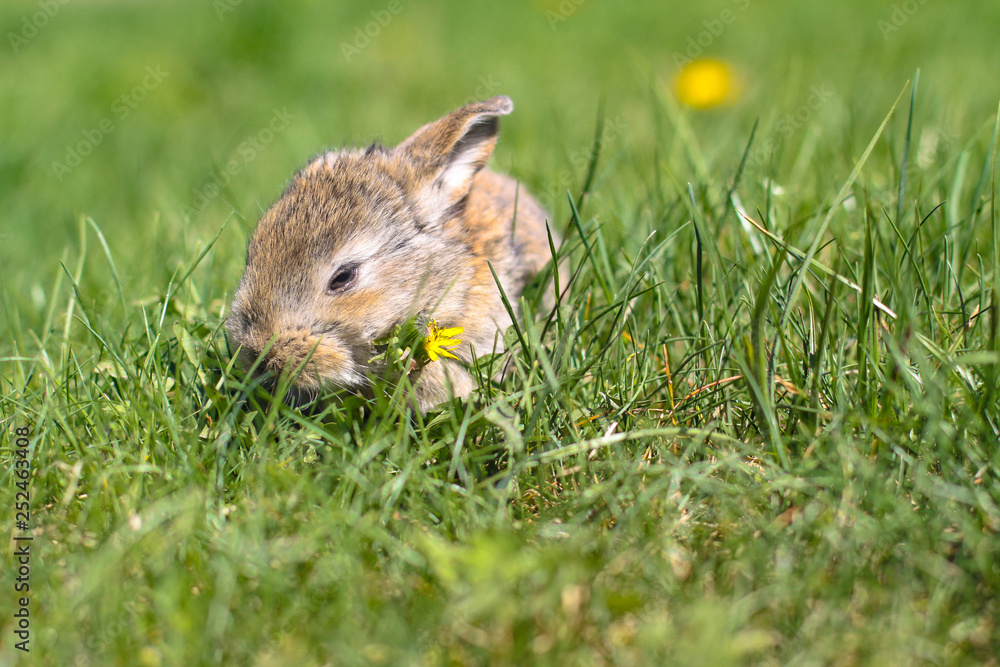 Beautiful cute rabbit on a green summer meadow. Hare walking on nature in the grass. Stock photo with domestic fish Beautiful cute rabbit on a green summer meadow. Hare walking on nature in the grass. Stock photo with domestic fish