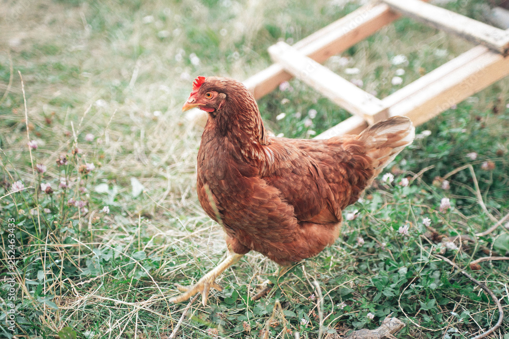 Fototapeta premium The Hen on the grass