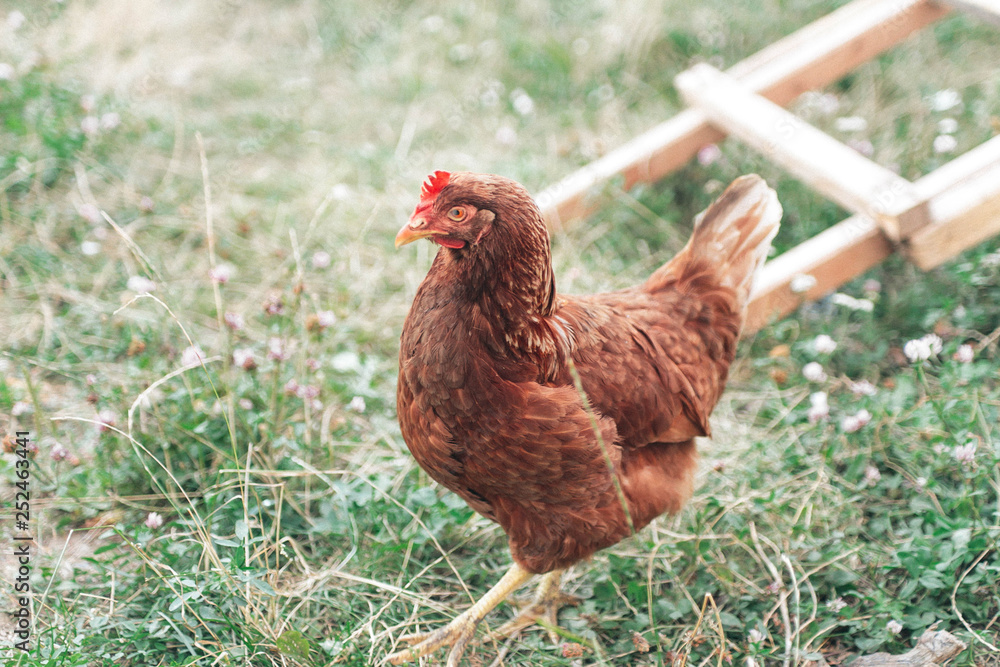 Fototapeta premium The hen