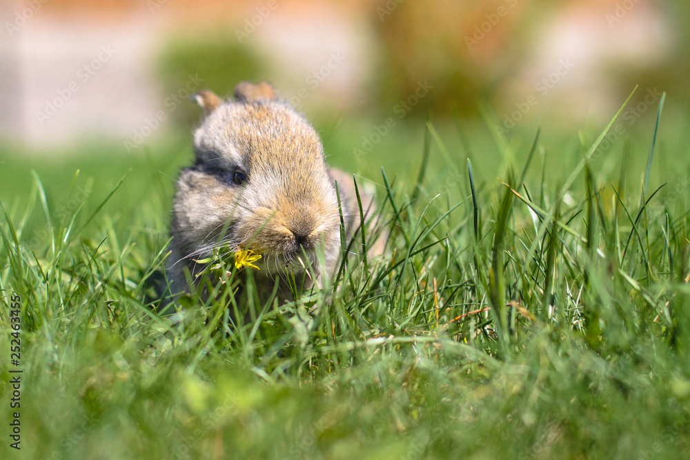 Beautiful cute rabbit on a green summer meadow. Hare walking on nature in the grass. Stock photo with domestic fish Beautiful cute rabbit on a green summer meadow. Hare walking on nature in the grass. Stock photo with domestic fish