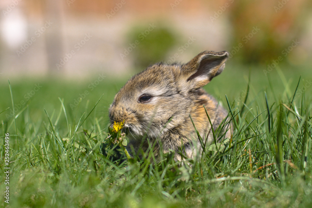 Fototapeta premium Beautiful cute rabbit on a green summer meadow. Hare walking on nature in the grass. Stock photo with domestic fish