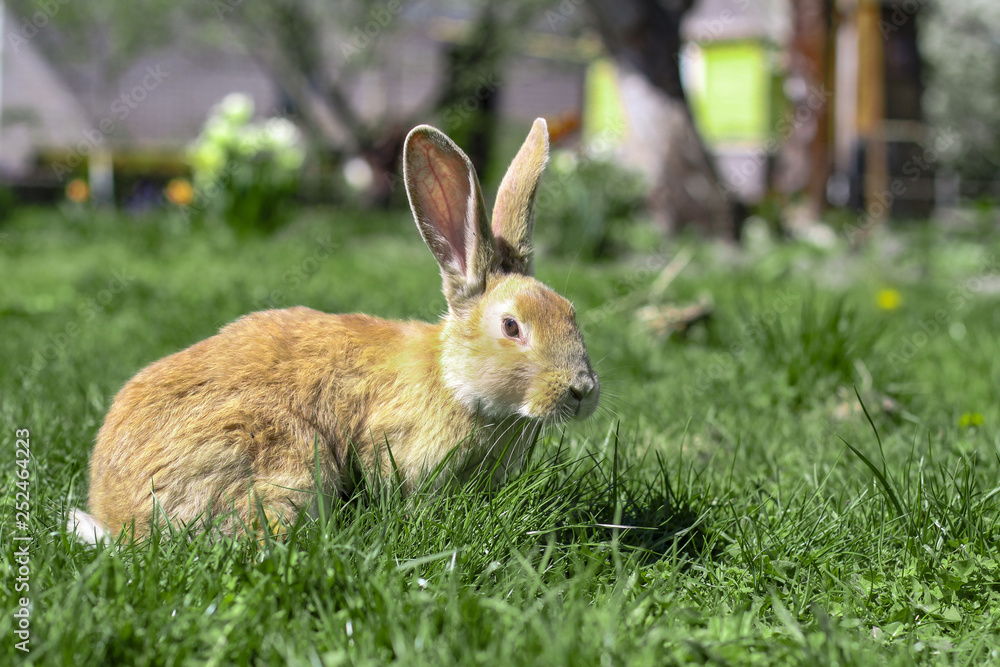 Beautiful cute rabbit on a green summer meadow. Hare walking on nature in the grass. Stock photo with domestic fish