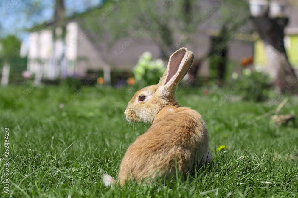 Beautiful cute rabbit on a green summer meadow. Hare walking on nature in the grass. Stock photo with domestic fish Beautiful cute rabbit on a green summer meadow. Hare walking on nature in the grass. Stock photo with domestic fish