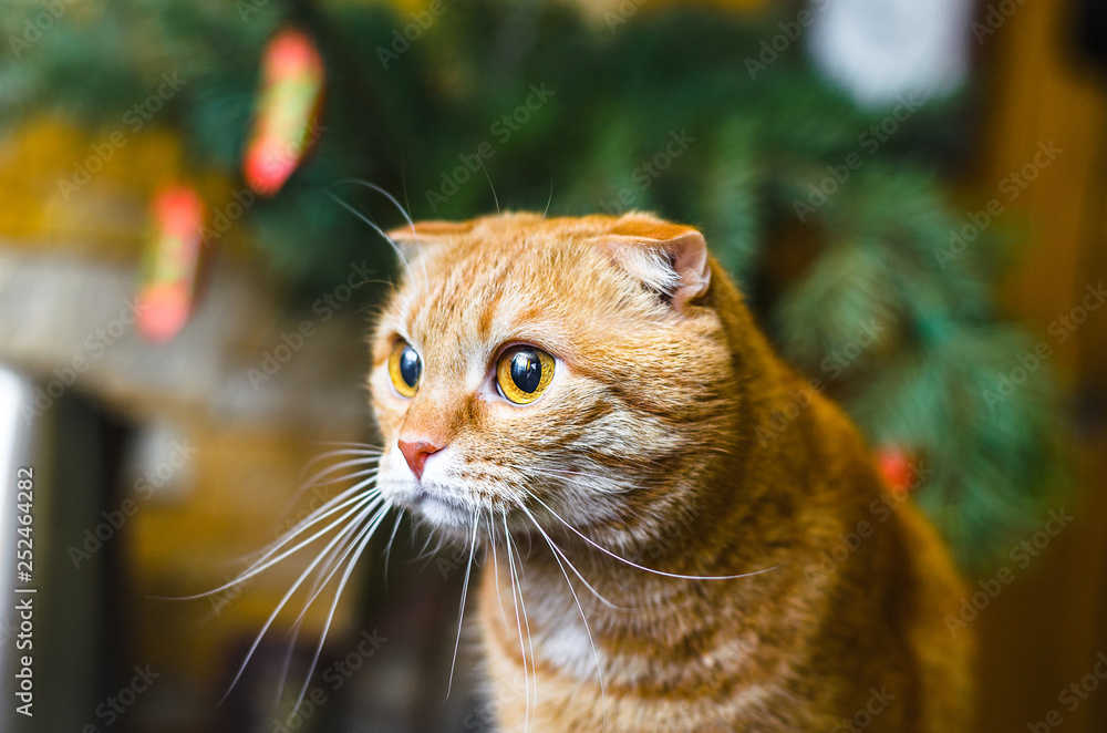 red Scottish Fold cat looks at someone behind the scenes. Cat on the background of a spruce branch with candy