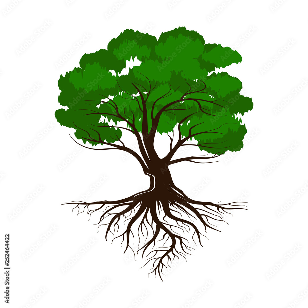 Oak a green life tree with roots and leaves. Vector illustration Stock ...