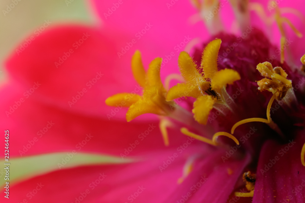 closeup of red flower closeup of red flower