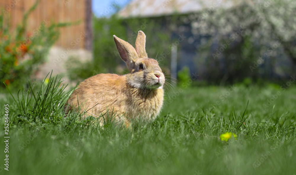 Fototapeta premium Beautiful cute rabbit on a green summer meadow. Hare walking on nature in the grass. Stock photo with domestic fish