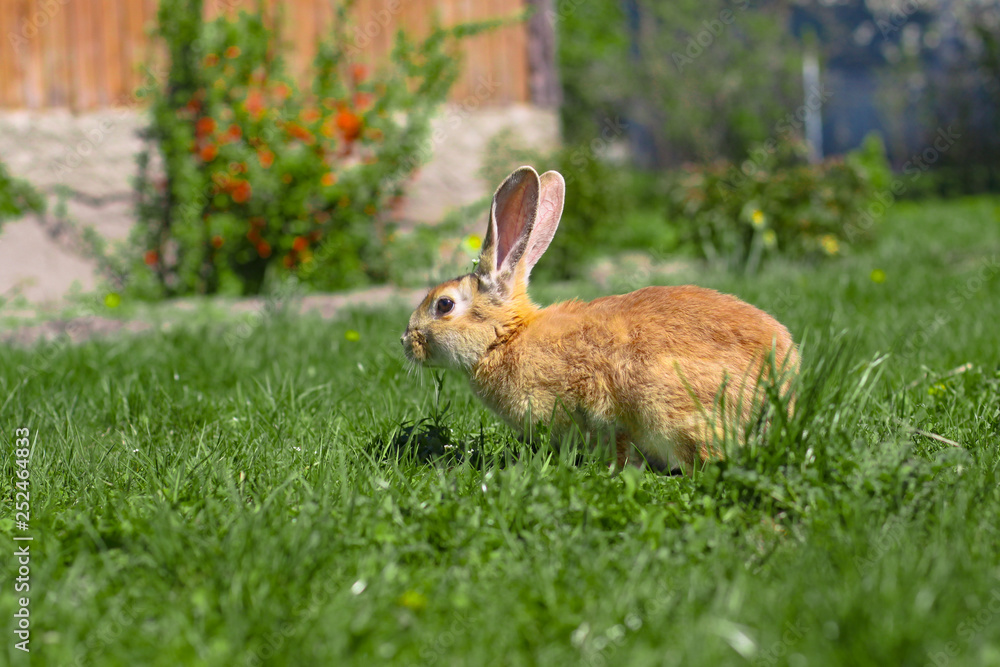Fototapeta premium Beautiful cute rabbit on a green summer meadow. Hare walking on nature in the grass. Stock photo with domestic fish