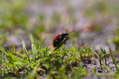 Little beetle on a plant. Makre filming the natural landscape. © subjob