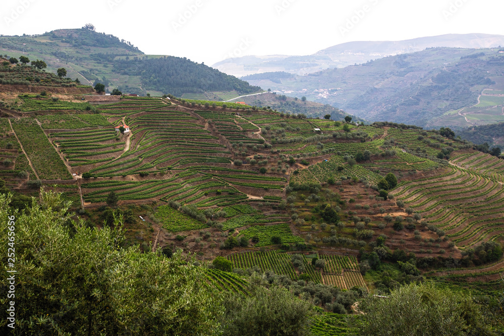 Vineyards are on a hills in Douro Valley, Portugal.