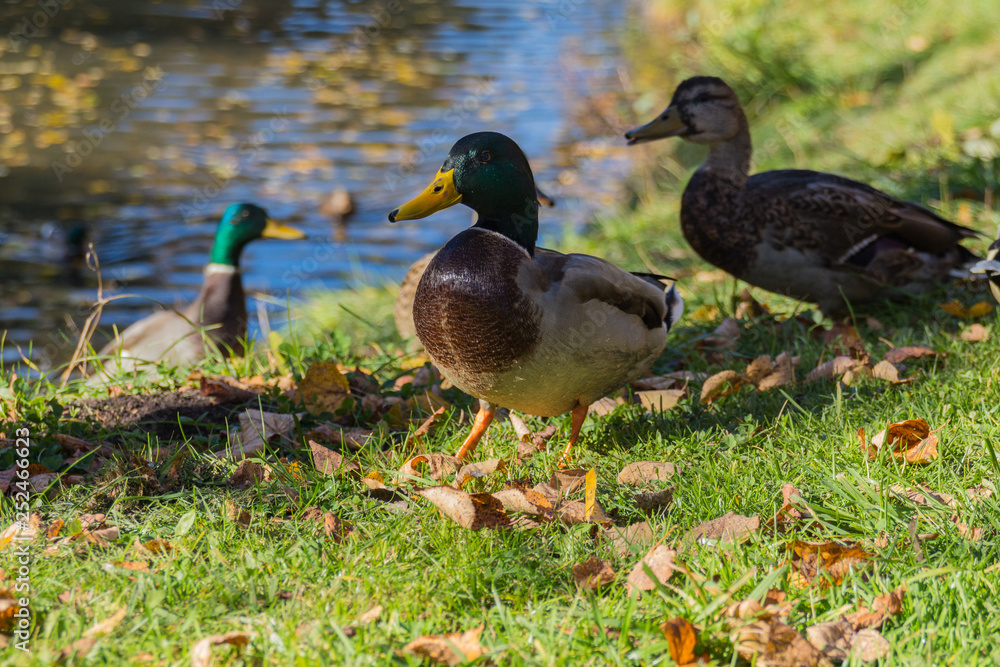 The Mallard ducks in the park The Mallard ducks in the park