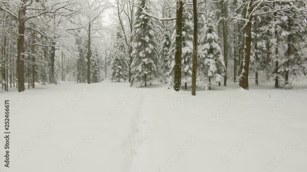 Falling snow in winter forest. Slow motion, steadicam shot Falling snow in winter forest. Slow motion, steadicam shot