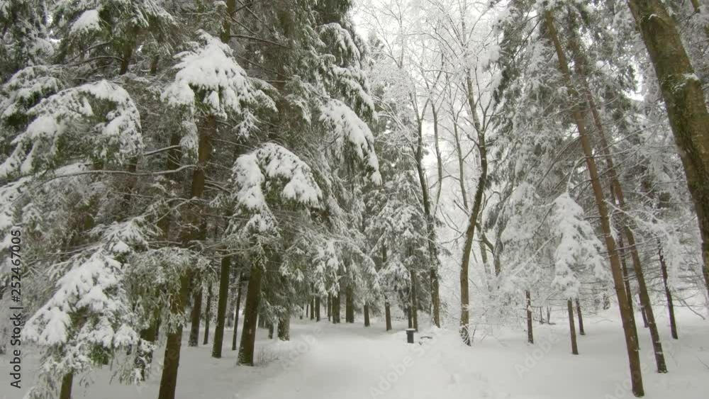 Falling snow in winter forest. Slow motion, steadicam shot Falling snow in winter forest. Slow motion, steadicam shot
