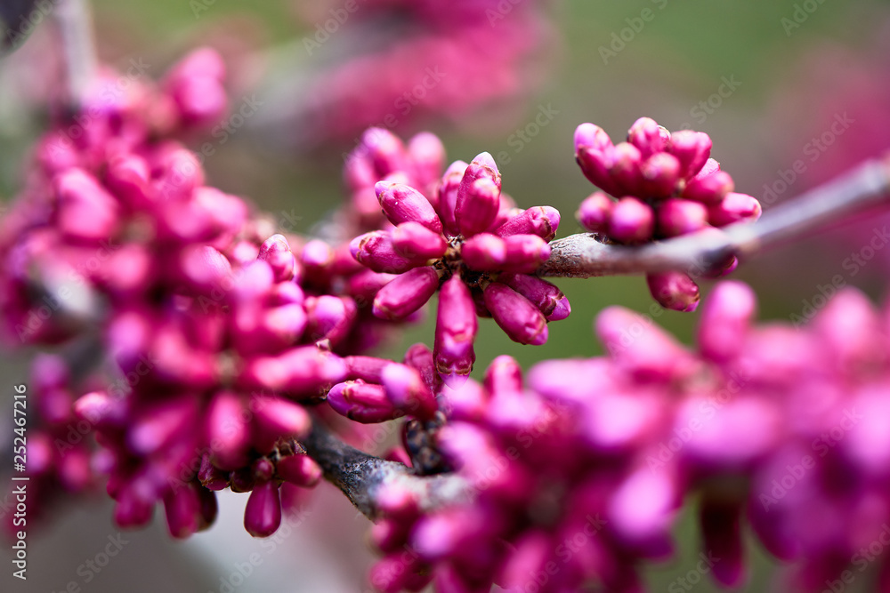 Spring flowers in the park Spring flowers in the park