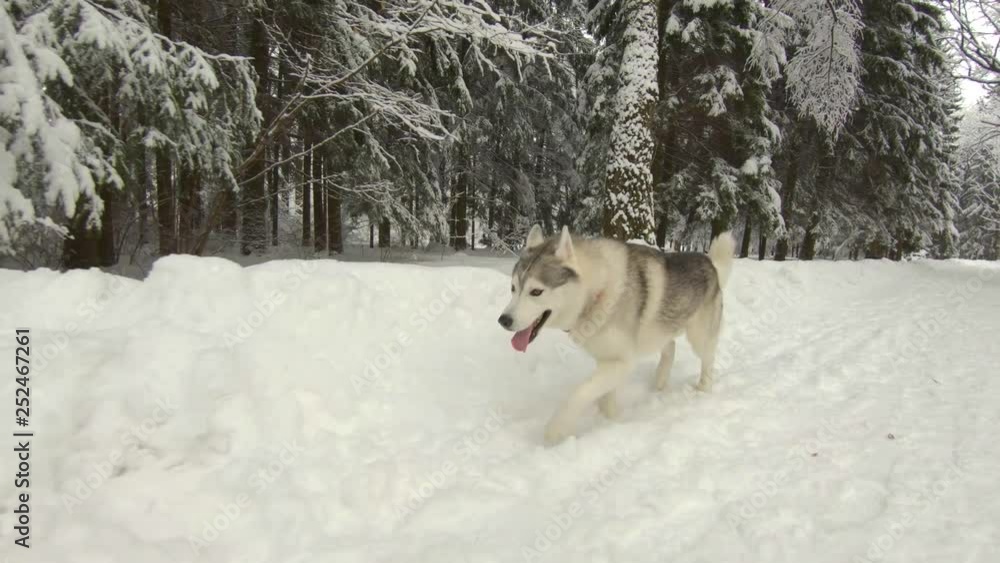 Husky dog in snow-covered forest. Slow motion, steadicam shot Husky dog in snow-covered forest. Slow motion, steadicam shot