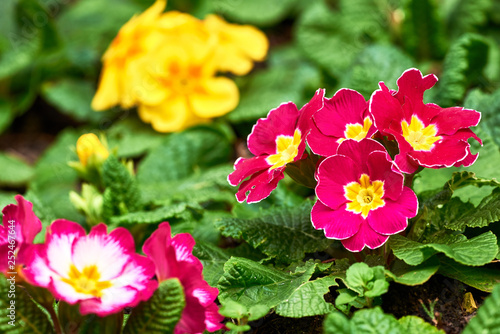 Spring flowers in the park