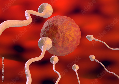 Sperm toward the egg cell inside the uterus in natural fertilization. 3d illustration