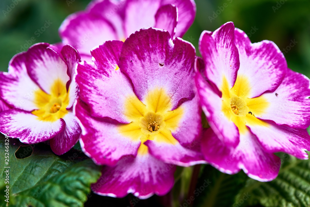 Spring flowers in the park Spring flowers in the park
