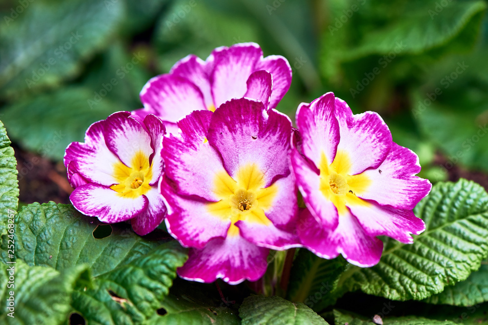 Fototapeta premium Spring flowers in the park