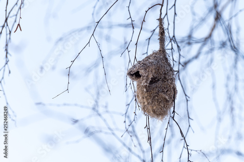 European penduline tit nest