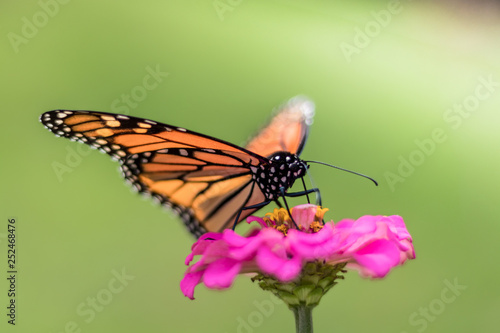 Monarch Butterfly, Danaus plexippuson, on pink zinnia flower, selective focus