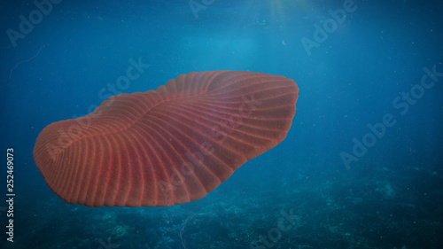 Dickinsonia, extinct creature of the Ediacaran era floating in the ocean (3d science illustration) photo