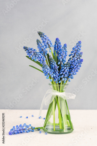 Grape hyacinths flowers