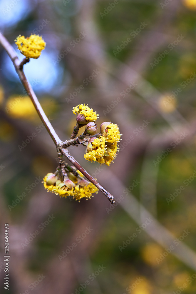 Fototapeta premium Flowers in spring