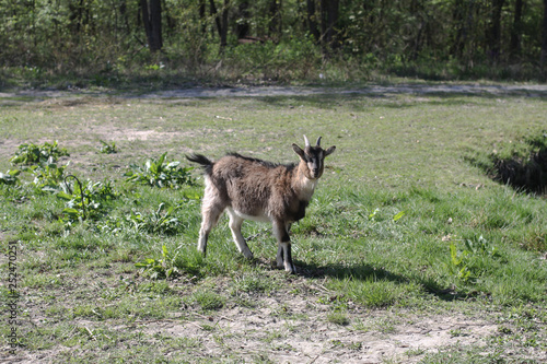Goat in the pasture near the forest. Domestic animals outdoors