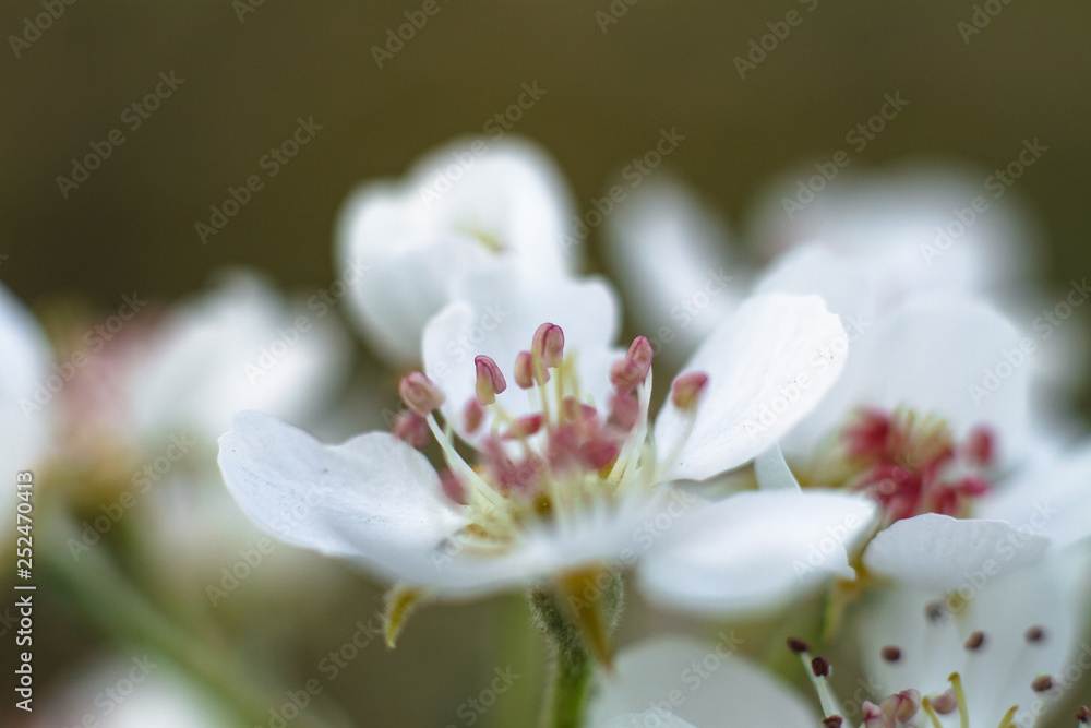 Obraz premium Spring cherry blossom in the garden. Gardening and farm trees. white flowers Stock background, photo