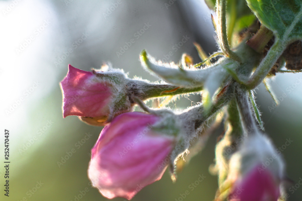 Spring flowering of apple and pear trees in the garden. Gardening and farm trees. white and pink flowers Stock background, photo Spring flowering of apple and pear trees in the garden. Gardening and farm trees. white and pink flowers Stock background, photo
