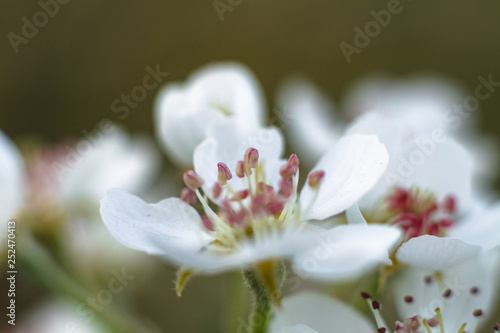 Spring cherry blossom in the garden. Gardening and farm trees. white flowers Stock background  photo