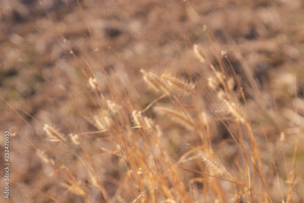 blurred golden dry grass flower meadow for background blurred golden dry grass flower meadow for background