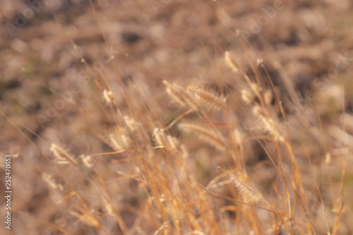 blurred golden dry grass flower meadow for background