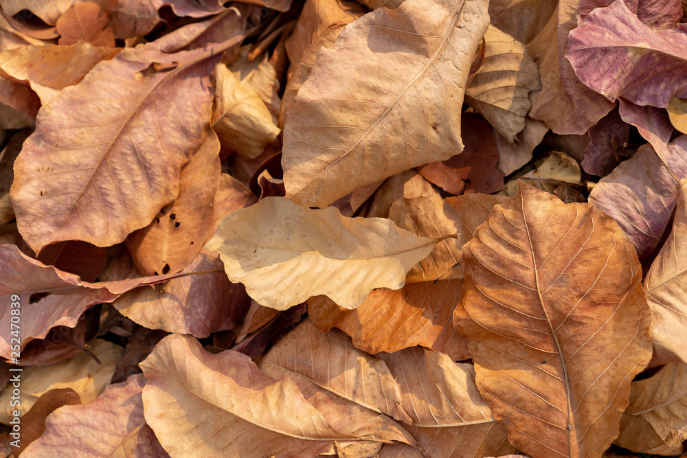 pile of fallen autumn dried leaves for background pile of fallen autumn dried leaves for background