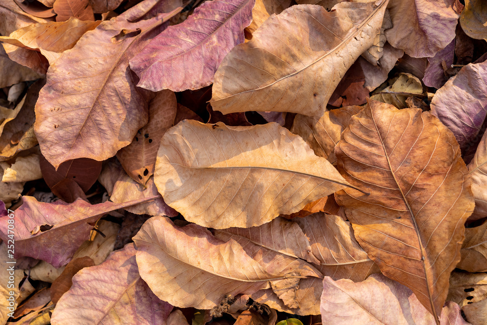 pile of fallen autumn dried leaves for background pile of fallen autumn dried leaves for background