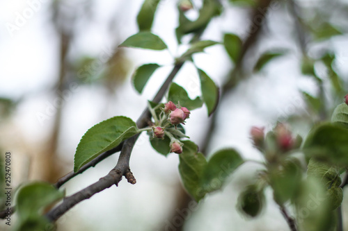 Spring flowering of apple and pear trees in the garden. Gardening and farm trees. white and pink flowers Stock background, photo