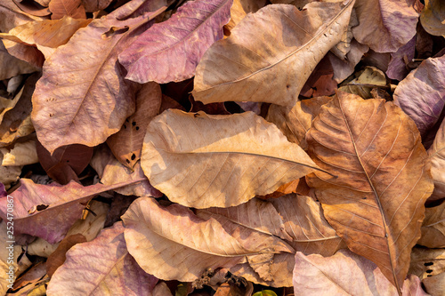 pile of fallen autumn dried leaves for background