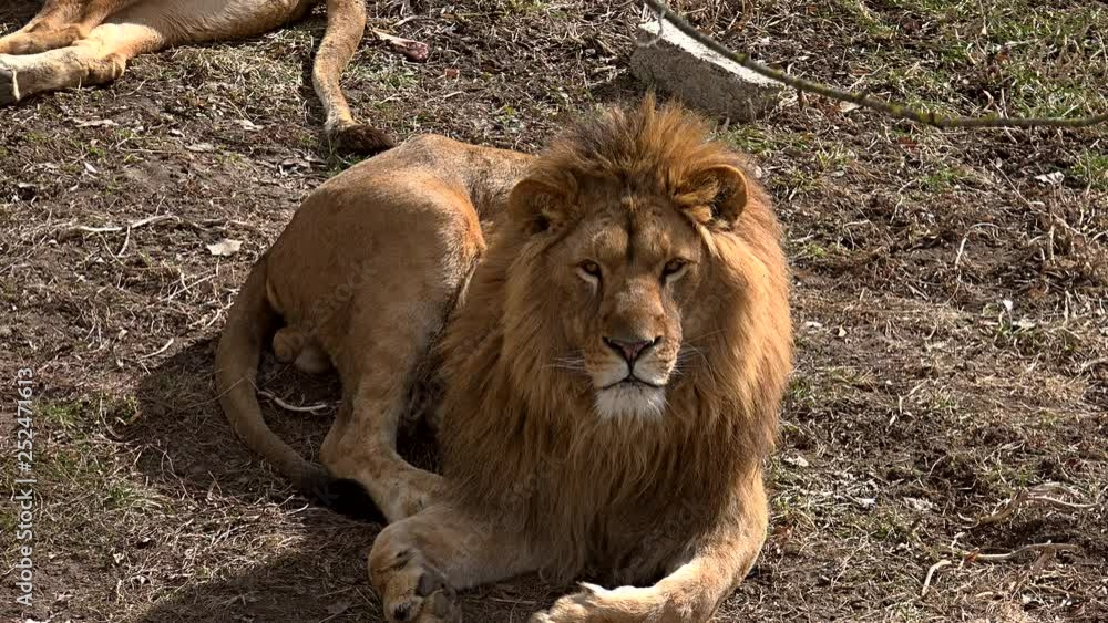 A pair of lions lying in the sun in the morning, waiting to heat up A pair of lions lying in the sun in the morning, waiting to heat up