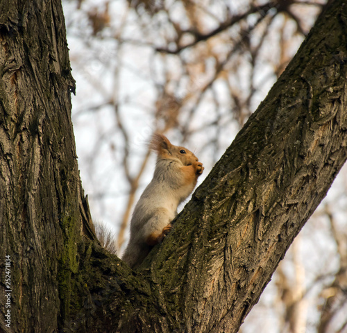 squirrel sits on a big tree and eats a nut © Валентина Фархиева
