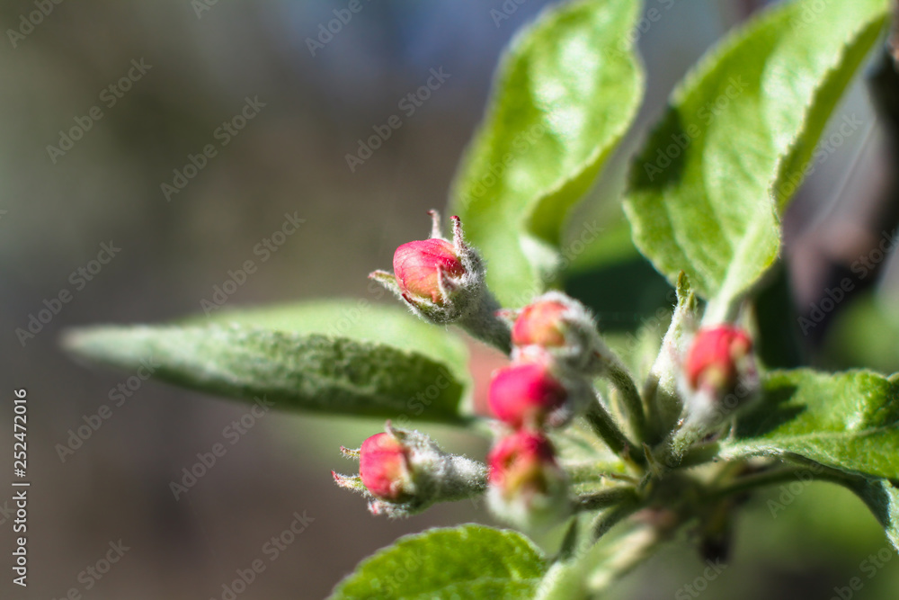 Spring flowering of apple and pear trees in the garden. Gardening and farm trees. white and pink flowers Stock background, photo Spring flowering of apple and pear trees in the garden. Gardening and farm trees. white and pink flowers Stock background, photo
