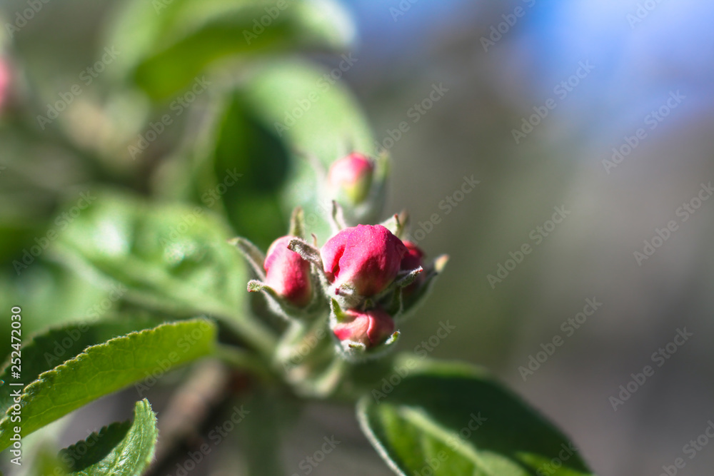 Spring flowering of apple and pear trees in the garden. Gardening and farm trees. white and pink flowers Stock background, photo Spring flowering of apple and pear trees in the garden. Gardening and farm trees. white and pink flowers Stock background, photo