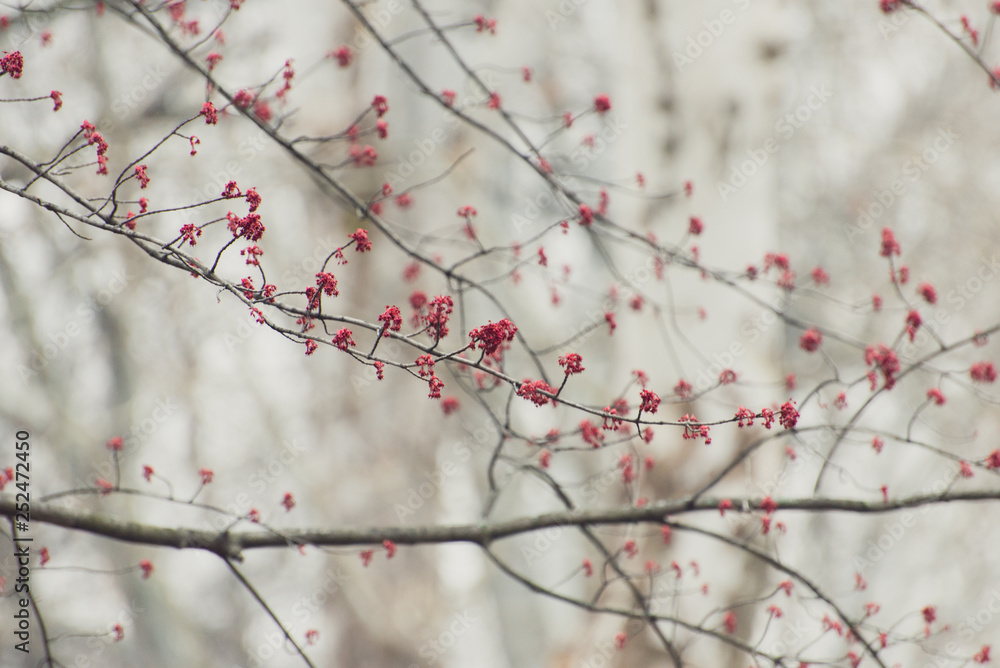 pink flowers on a maple tree branch