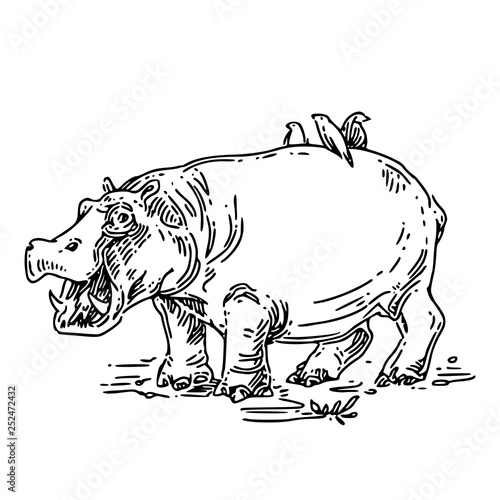 Hippo with open mouth and birds sitting on the back. Sketch. Engraving style. Vector illustration.