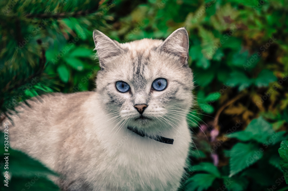 domestic gray cat with bright blue eyes
