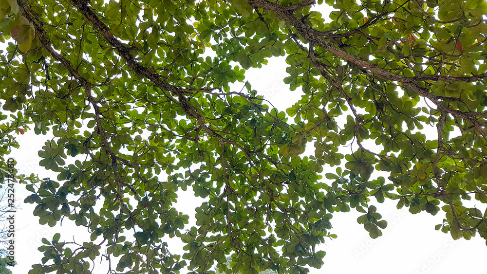 Branch with leaves Kep Cambodia Branch with leaves Kep Cambodia