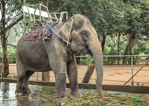 Elephants for riding tourists, Dalat, Vietnam