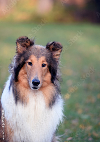 Cute dog on the lawn