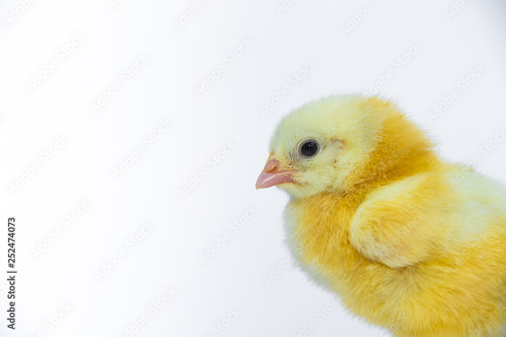 Little yellow chicken on white background