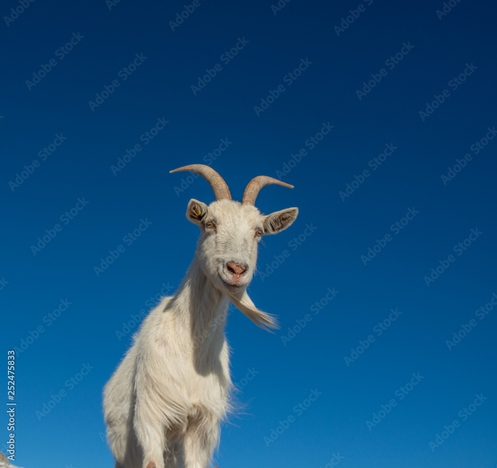 goats in the mountainous and Kashmir goats in the mountainous and Kashmir